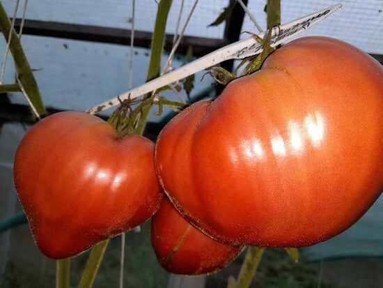 Бычье сердце Ковалино Порти